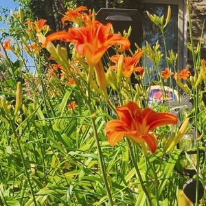 Mature lilly bulbs (4)